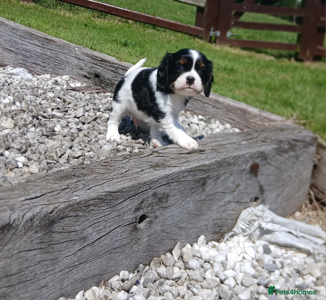 Cavalier King Charles Spaniel dogs for sale: Beautiful tri puppies - Advert 2