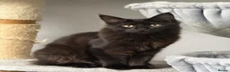Maine Coon cats for sale: Pure stunning MaineCoon for sale! - Advert 5