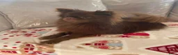 Pomeranian dogs for sale: 2 girl Pomeranians  in Wickford - Advert 14