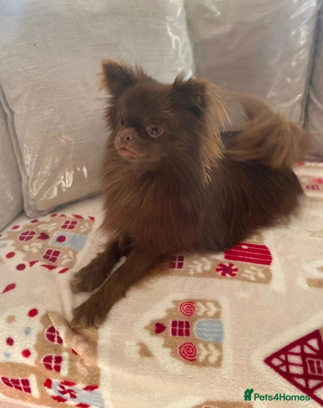 Pomeranian dogs for sale: 2 girl Pomeranians  in Wickford - Advert 14