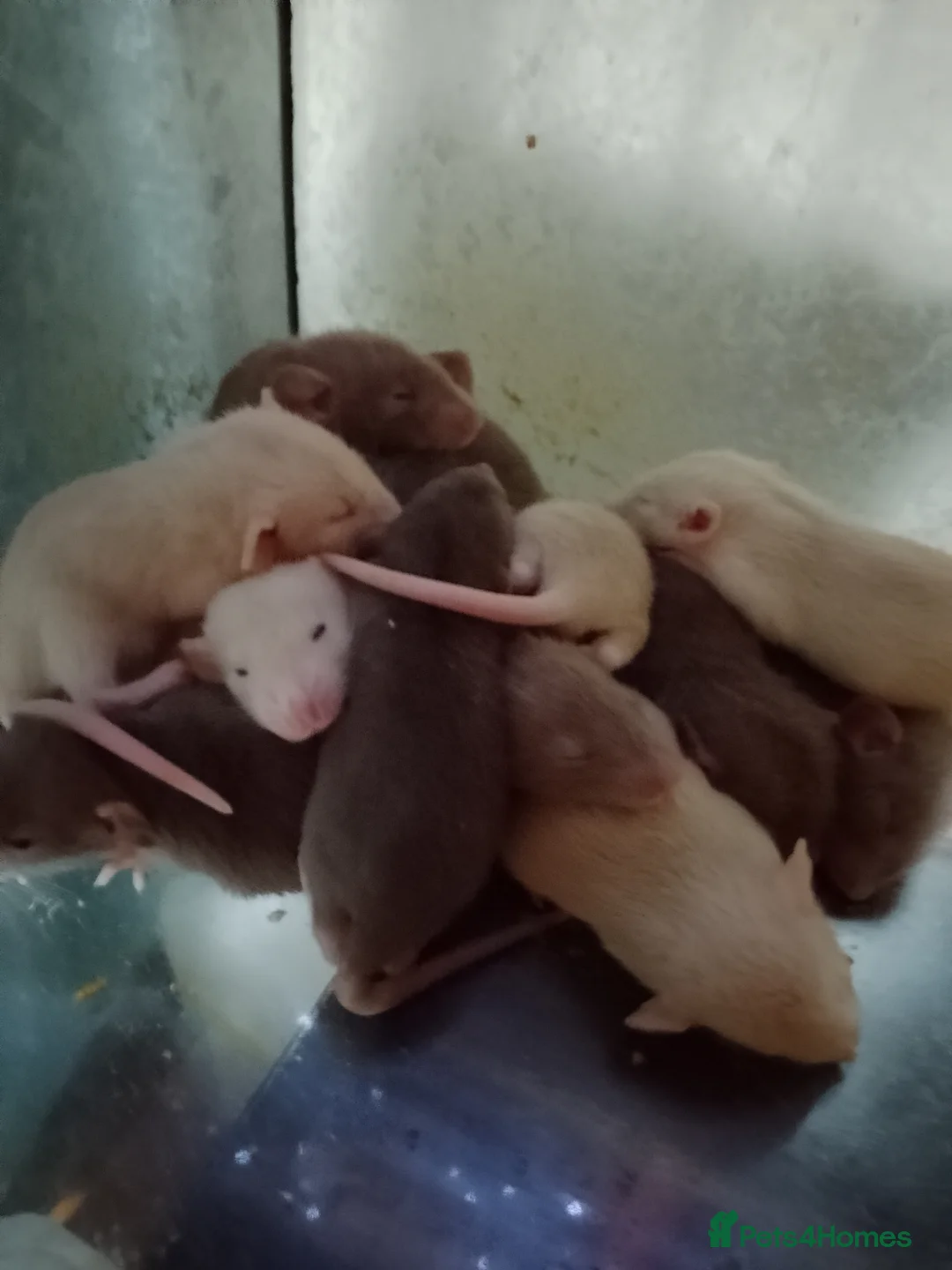 Rat rodents for sale: Dumbo baby rats for sale  - Advert 5