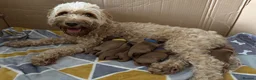 Cockapoo dogs for sale: F1 Cockapoo Puppies - Advert 7