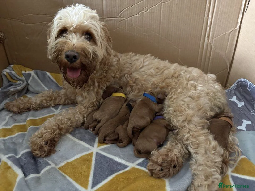 Cockapoo dogs for sale: F1 Cockapoo Puppies - Advert 7