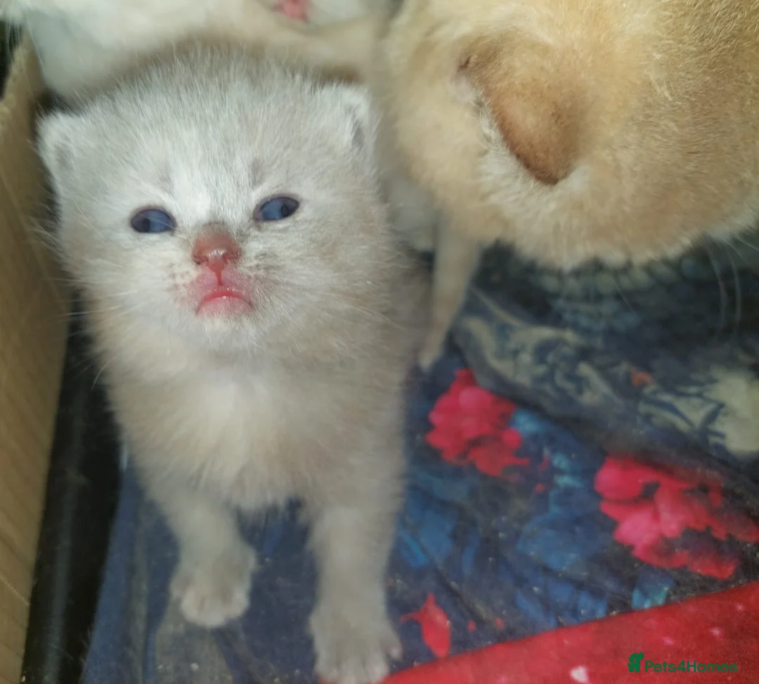 British Shorthair cats for sale: 💜 Precious Litter Of BSH Kittens 💜 - Advert 1