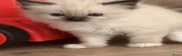 Ragdoll cats for sale: 3 Female Ragdoll Kittens  - Advert 8