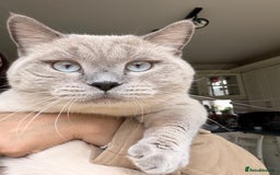 British Shorthair cats for stud: For stud  - Advert 1