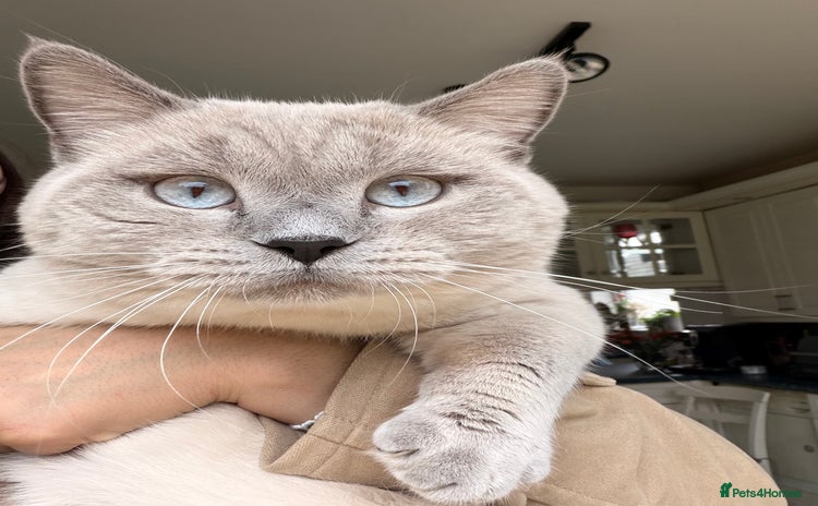 British Shorthair cats For stud  - Advert 1