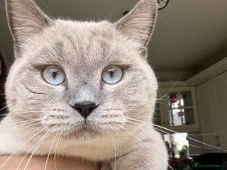 British Shorthair cats for stud: For stud - Advert 1