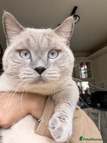 British Shorthair cats For stud - Advert 14