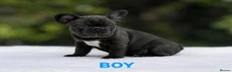 French Bulldog dogs for sale: 🌟FRENCH BULLDOG PUPPIES🌟 - Advert 8