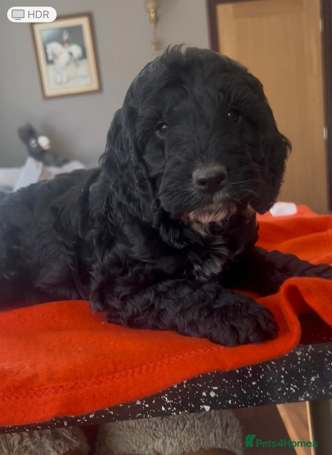 Cockapoo dogs for sale: Cockapoo puppies  - Advert 9
