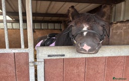 Irish Cob horses for sale: 13.1 Cob Mare - Your Child’s next Best Friend! 🩷 - Image 5