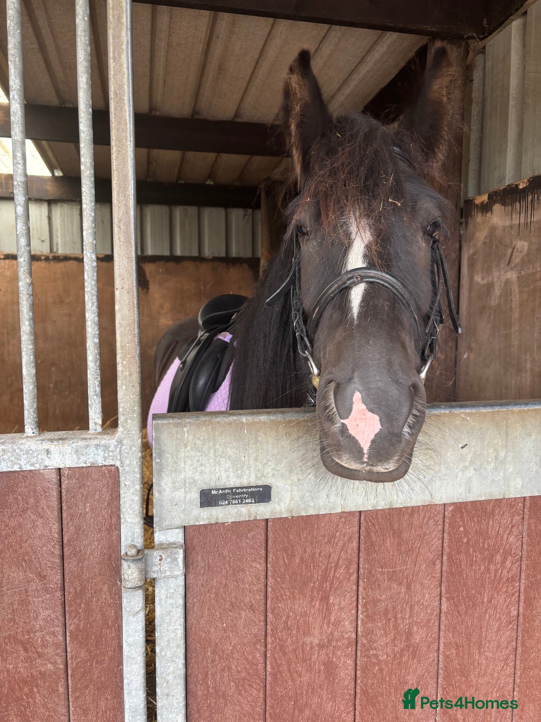 Irish Cob horses for sale: 13.1 Cob Mare - Your Child’s next Best Friend! 🩷 - Image 5