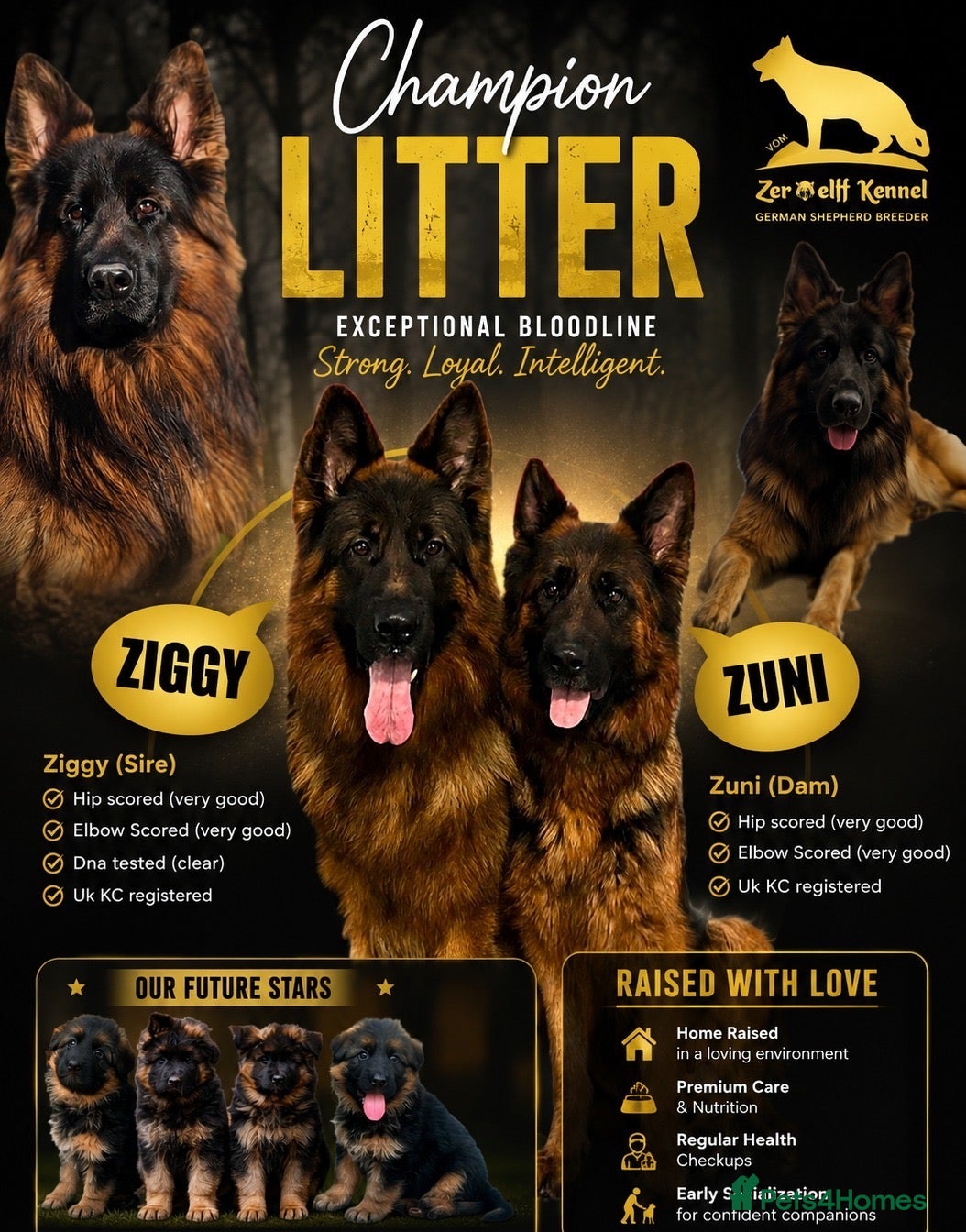 German Shepherd dogs 💥Champion🩸line GermanShepherd puppy’s LH GSD - Advert 1