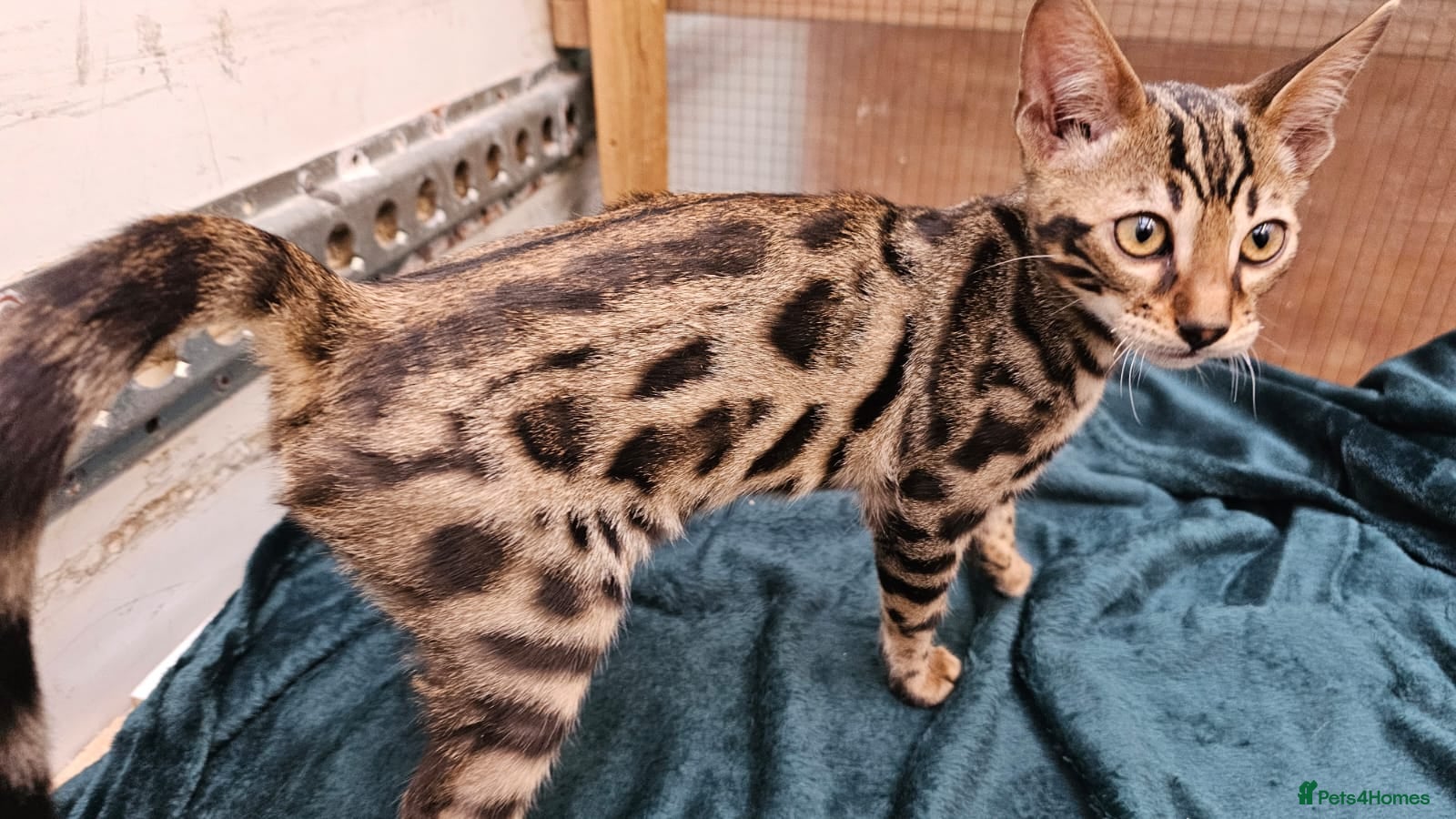 Bengal Kitten 2
