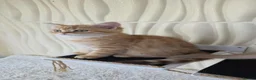 Scottish Fold cats for sale: READY NOW RARE INSTAGRAM KITTENS  - Advert 15