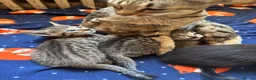 Savannah cats for sale: SavannahX GORGEOUS kittens  - Advert 22