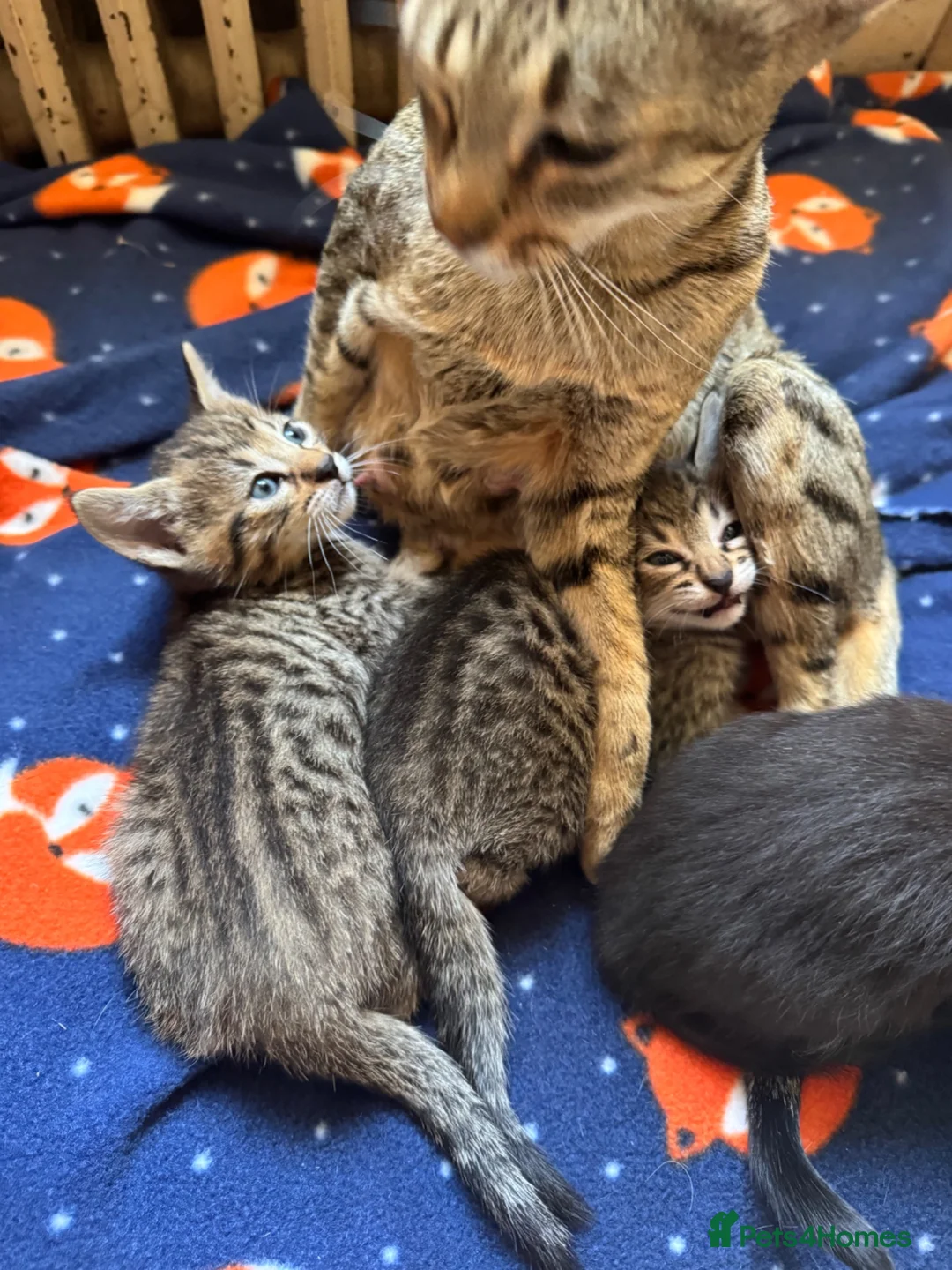 Savannah cats for sale: SavannahX GORGEOUS kittens  - Advert 22