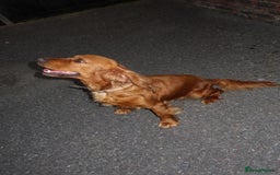 Cocker Spaniel dogs for sale: Our Lady needs a forever home.  - Image 2