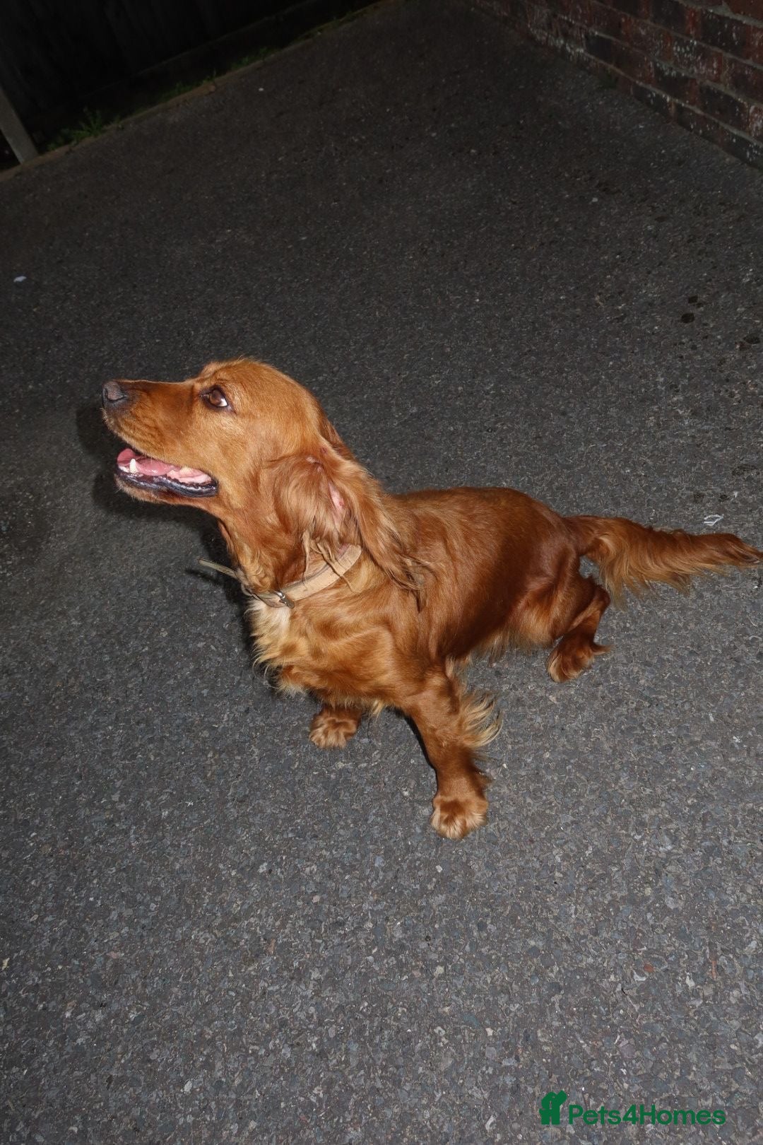 Cocker Spaniel dogs for sale: Our Lady needs a forever home.  - Image 2