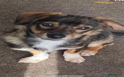 Mixed Breed dogs for adoption: 🩷 Meet Mica 🩷 - Image 1