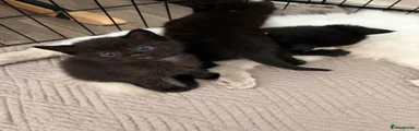 Ragdoll Kitten 3