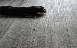 Morkie dogs for sale: Morkie puppies for sale - Image 11