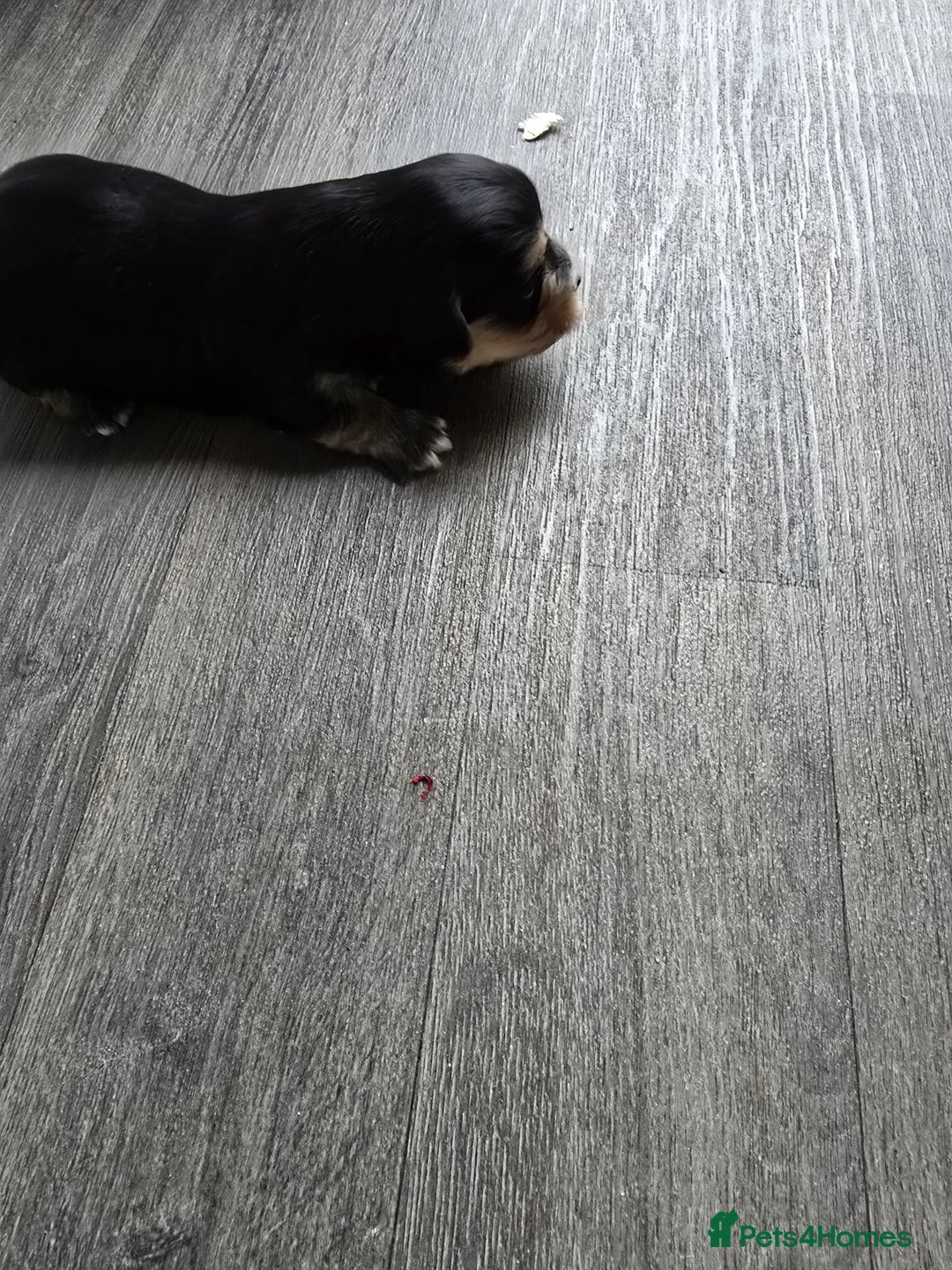 Morkie dogs for sale: Morkie puppies for sale - Image 11