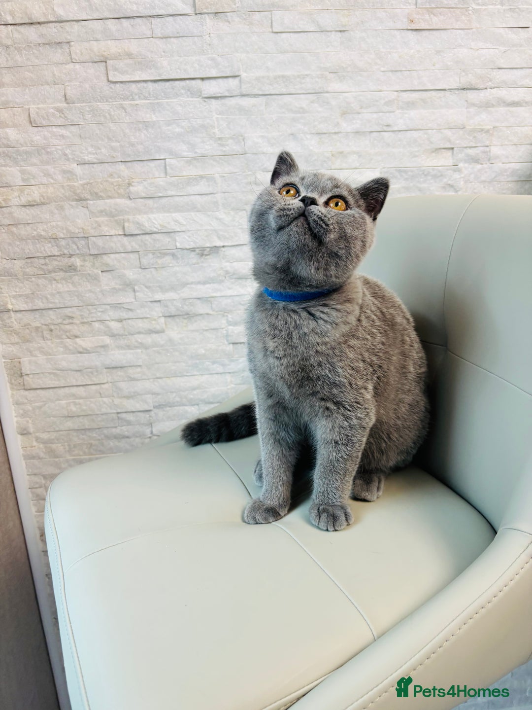 British Shorthair cats for sale: British Shorthair - Image 21