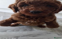 Miniature Poodle dogs for sale: Female Red miniature poodle puppy - Image 9