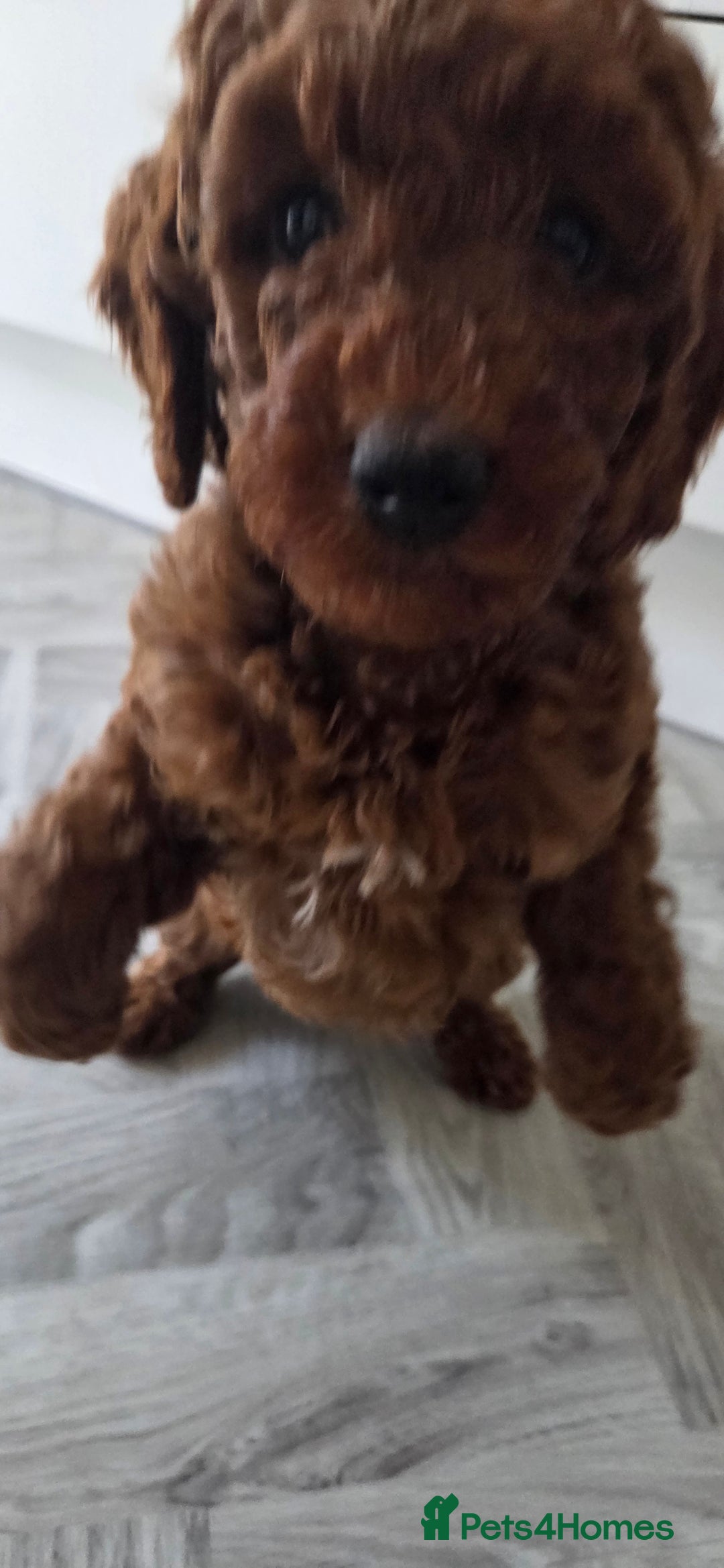 Miniature Poodle dogs for sale: Female Red miniature poodle puppy - Image 9