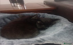 Mixed Breed cats for sale: Two long haired black kittens  - Image 4