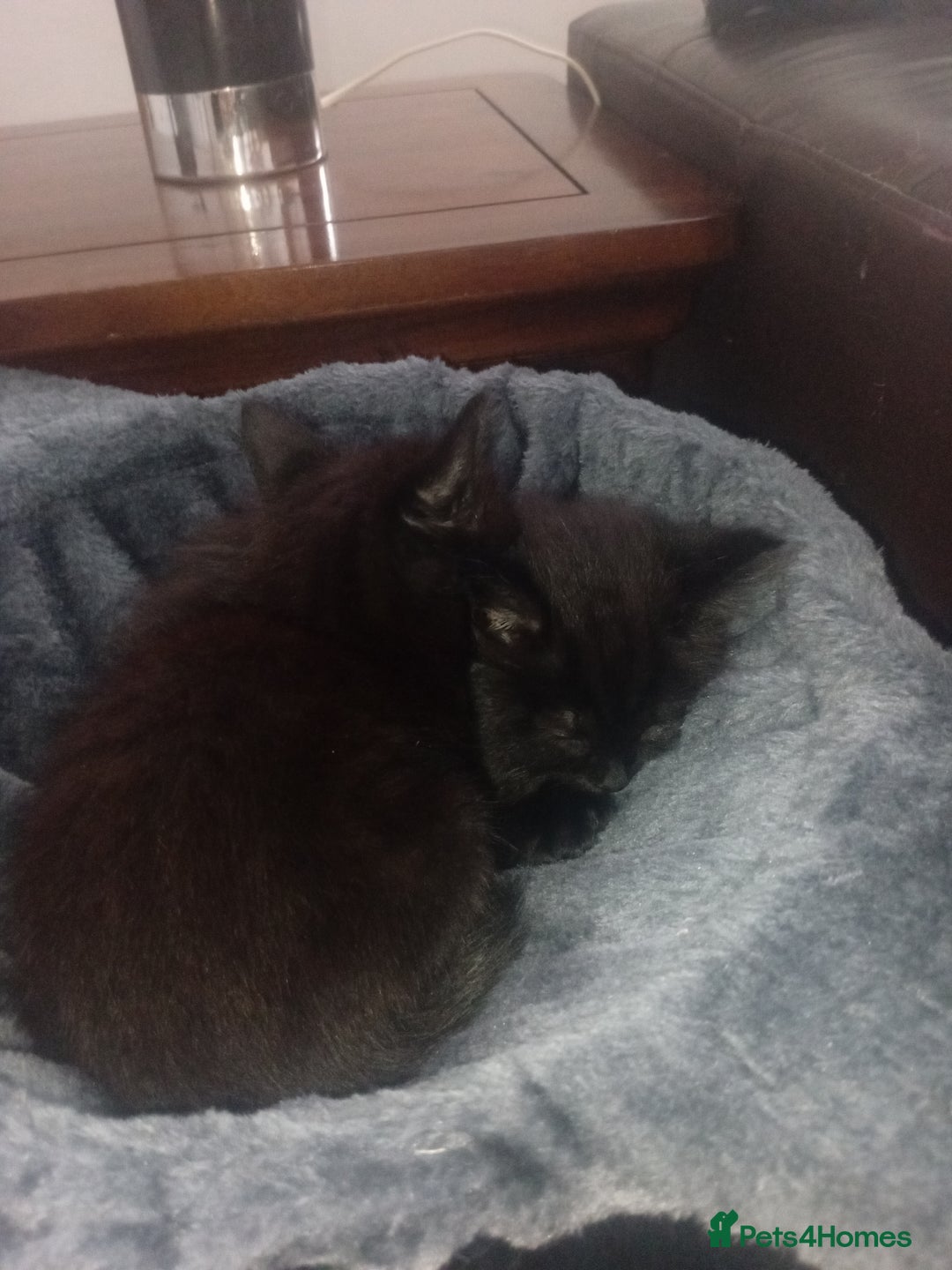 Mixed Breed cats for sale: Two long haired black kittens  - Image 4