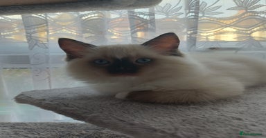 Ragdoll cats - Advert 8