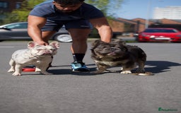 French Bulldog dogs for sale: Isabella&tan Merle carrying fluffy maybe pink - Image 11