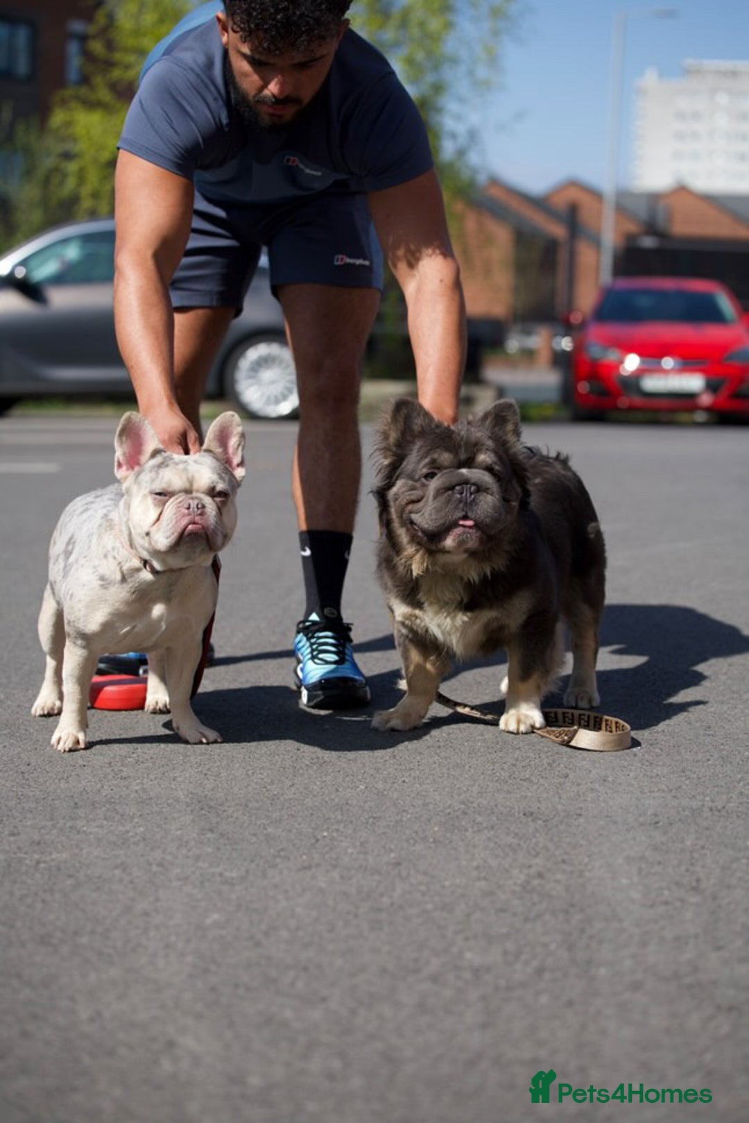 French Bulldog dogs for sale: Isabella&tan Merle carrying fluffy maybe pink - Image 11