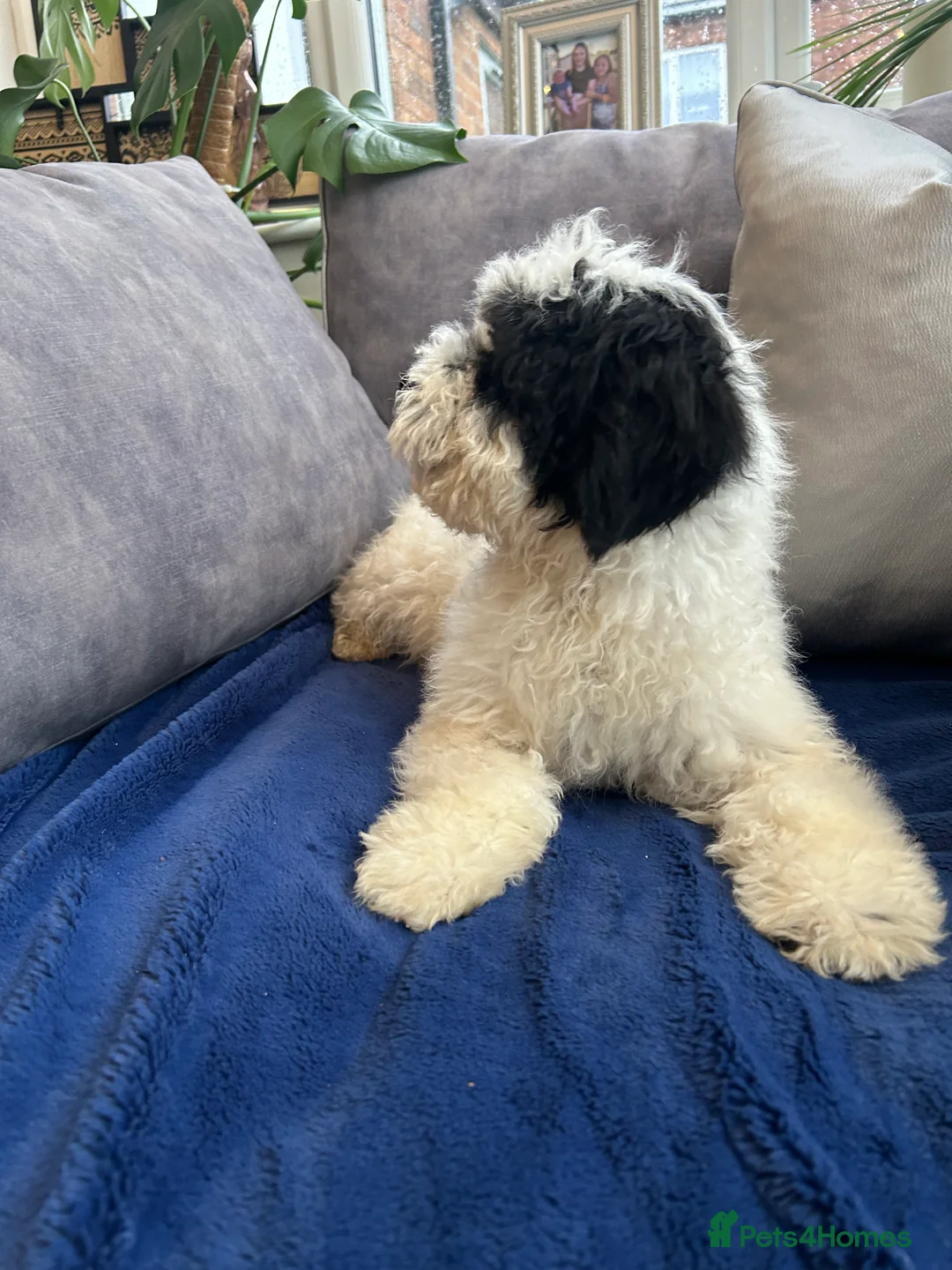 Mixed Breed dogs for sale: 🌟🌟Stunning Australian Cavapoo Puppies 🩷💙 m - Advert 4