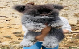 Angora rabbits for sale: 🧡Angora girlie💗- imported parents 💖  - Image 2