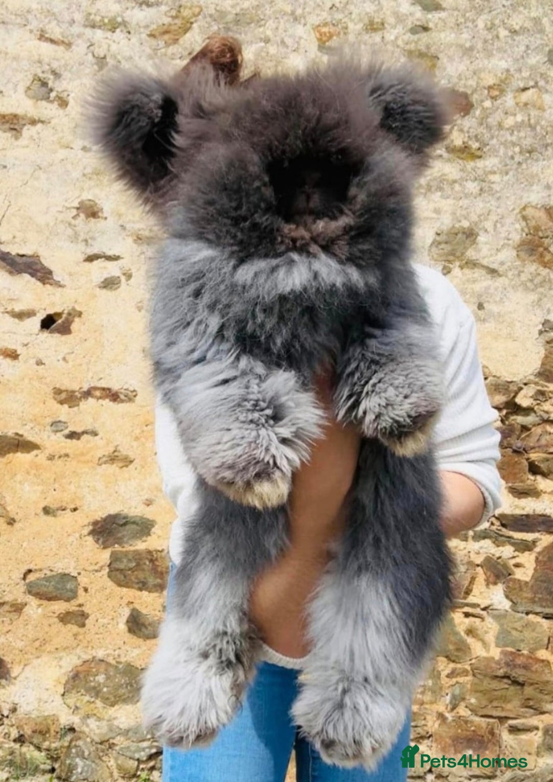 Angora rabbits for sale: 🧡Angora girlie💗- imported parents 💖  - Image 2