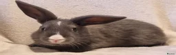Mixed Breed rabbits for sale: Approximately 10 week old Baby Boy Bunnies - Advert 8