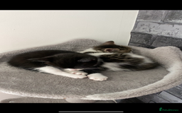 Mixed Breed cats for sale: Three beautiful kittens  - Image 3