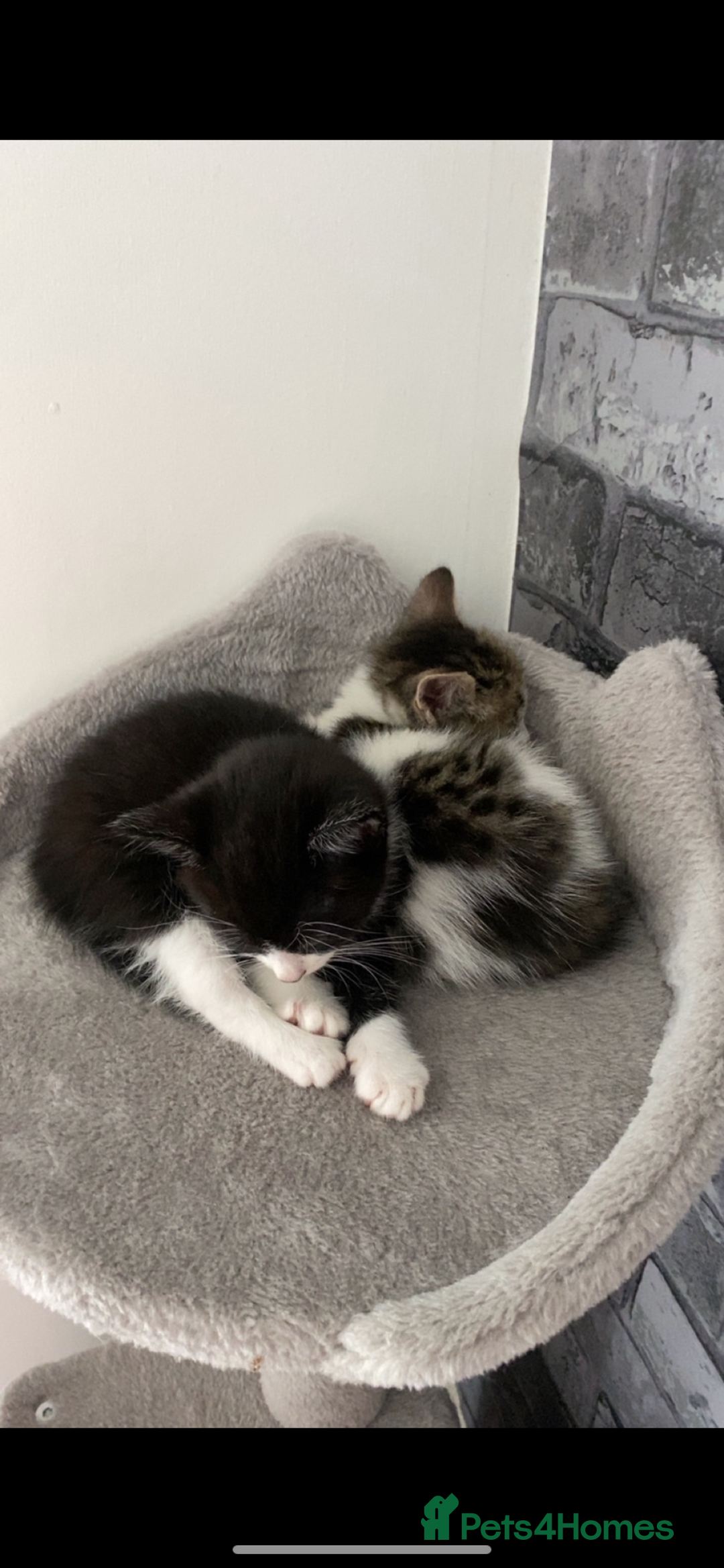 Mixed Breed cats for sale: Three beautiful kittens  - Image 3