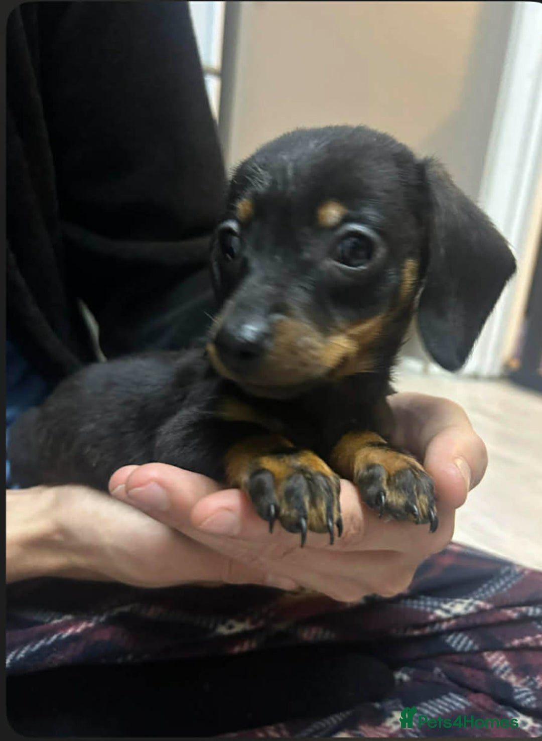 Miniature Dachshund dogs for sale: Beautiful miniature dachshunds - Advert 2