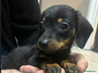 Miniature Dachshund dogs Beautiful miniature dachshunds - Advert 2