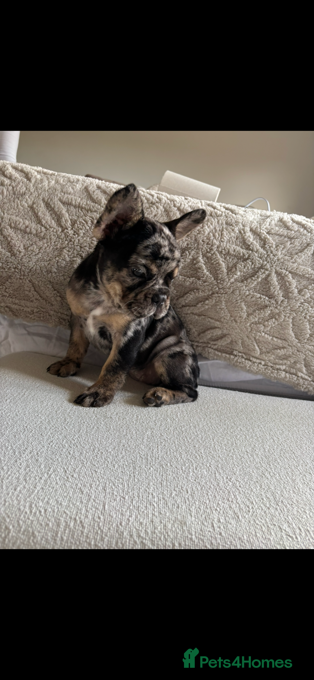 French Bulldog dogs for sale: French Bulldog puppies  - Image 9