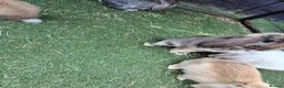 Mini Lop rabbits for sale: Mini lop - Advert 11