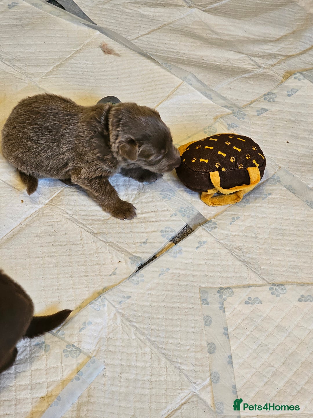 German Shepherd dogs for sale: 💠5 Beautiful healthy KC reg straight back GSP's💠 - Advert 2