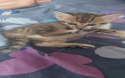 Mixed Breed cats for sale: Kittens for sale - Image 6