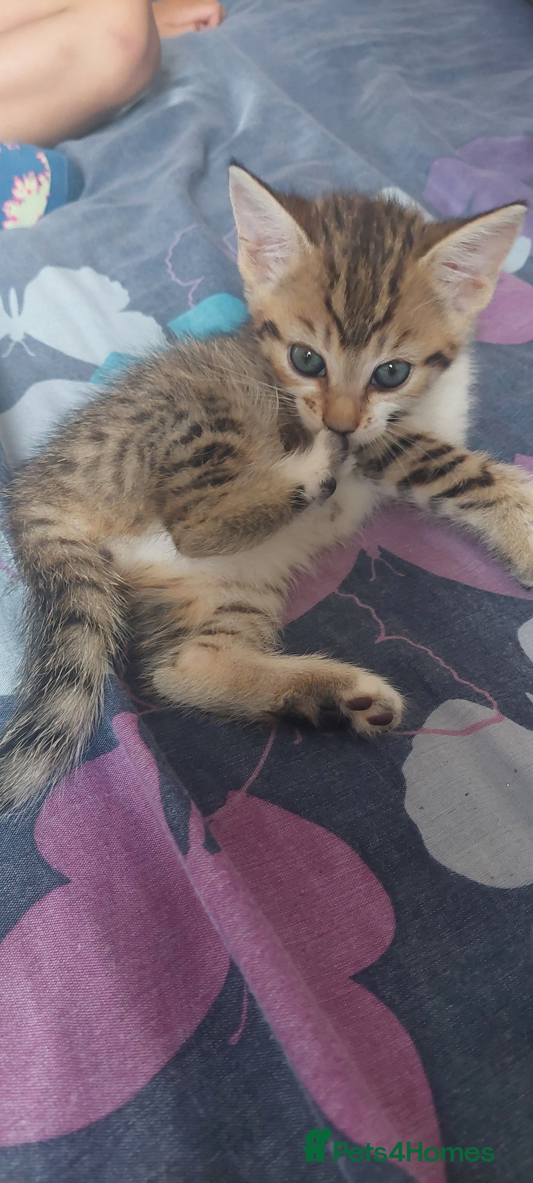 Mixed Breed cats for sale: Kittens for sale - Image 6