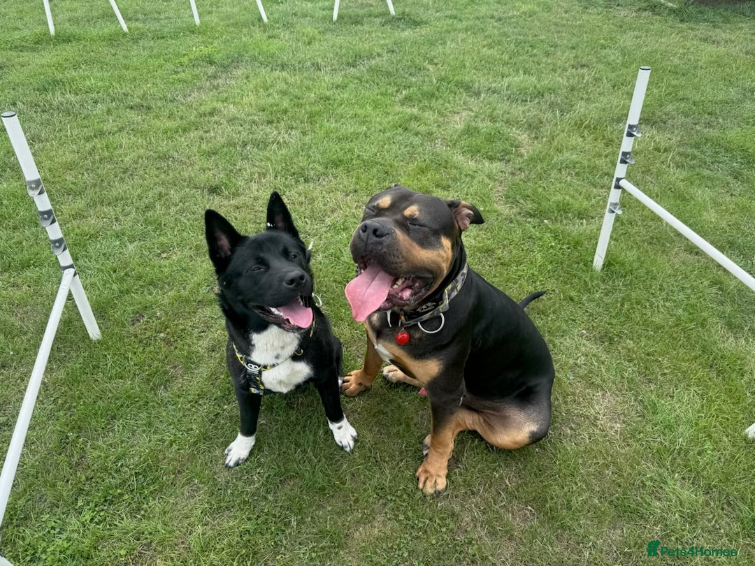 Akita dogs for sale: Akita male - Image 1